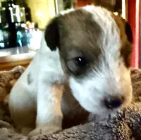 Ollie, a male Wire Fox Terrier for sale in Meriden, KS – 3 of 4