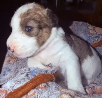 Luna, a female Wire Fox Terrier for sale in Meriden, KS – 2 of 5