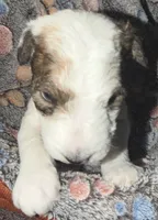 Deuce , a male Wire Fox Terrier for sale in Meriden, KS – 2 of 7