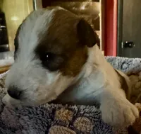 Hooch, a male Wire Fox Terrier for sale in Meriden, KS – 3 of 5