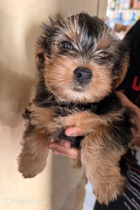 Angel – Yorkshire Terrier puppy for sale in Bennett, CO