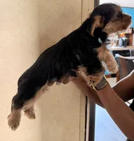 Angel, a female Yorkshire Terrier for sale in Bennett, CO – 3 of 3