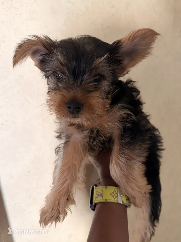 Luigi – Yorkshire Terrier puppy for sale in Bennett, CO