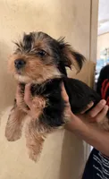 Mario, a male Yorkshire Terrier for sale in Bennett, CO – 2 of 3