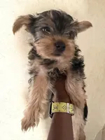 Luigi, a male Yorkshire Terrier for sale in Bennett, CO – 3 of 3