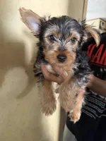Mario, a male Yorkshire Terrier for sale in Bennett, CO – 3 of 3