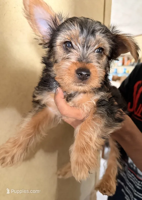 Mario – Yorkshire Terrier puppy for sale in Bennett, CO