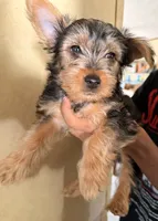 Mario, a male Yorkshire Terrier for sale in Bennett, CO – 1 of 3