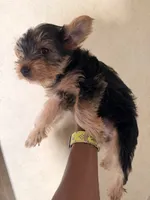 Luigi, a male Yorkshire Terrier for sale in Bennett, CO – 2 of 3