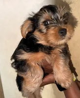 Angel, a female Yorkshire Terrier for sale in Bennett, CO – 2 of 3