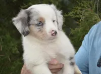 Cassssperrr, a male Australian Shepherd for sale in Mountain Grove, MO – Photo 1 of 2