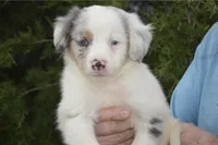 Cassssperrr, a male Australian Shepherd for sale in Mountain Grove, MO – Photo 2 of 2