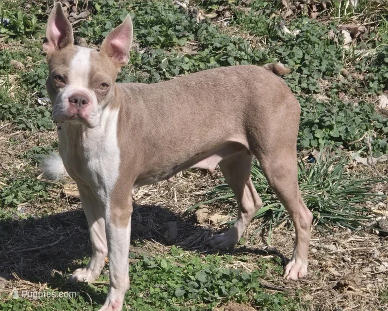 Lilac and white – Boston Terrier puppy for sale in Mountain Grove, MO