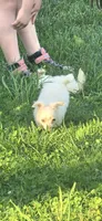 Finn, a male Chihuahua for sale in Mountain Grove, MO – 3 of 4