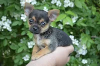 Poppi SUPER TINY, a male Chihuahua for sale in Mountain Grove, MO – Photo 7 of 7