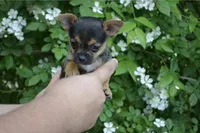 Poppi SUPER TINY, a male Chihuahua for sale in Mountain Grove, MO – Photo 4 of 7