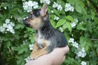 Poppi SUPER TINY, a male Chihuahua for sale in Mountain Grove, MO – Photo 3 of 7