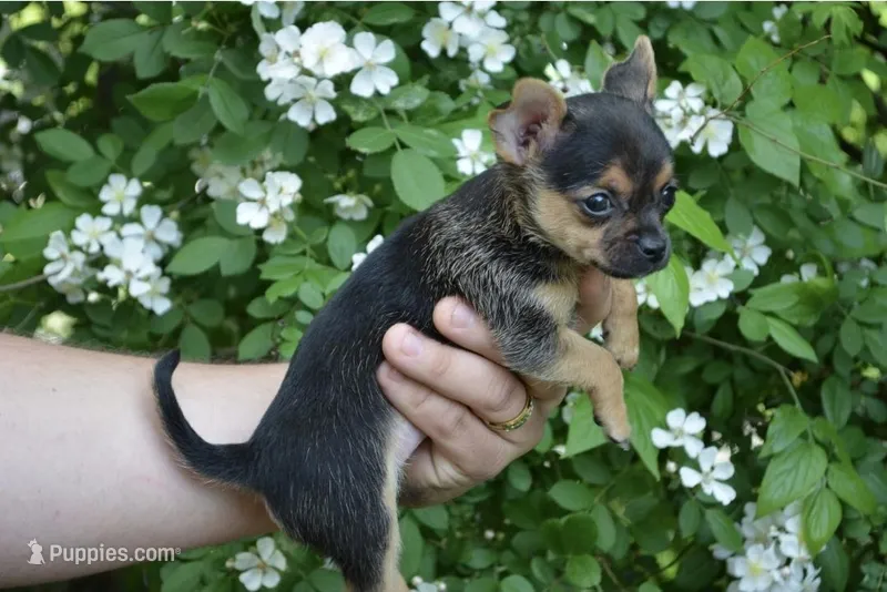 Poppi SUPER TINY – Chihuahua puppy for sale in Mountain Grove, MO