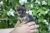 Poppi SUPER TINY, a male Chihuahua for sale in Mountain Grove, MO – Photo 5 of 7
