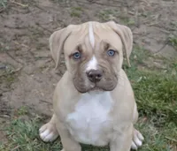 Nala, a female American Bully for sale in Mountain Grove, MO – Photo 2 of 5