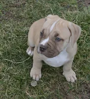 Nala, a female American Bully for sale in Mountain Grove, MO – Photo 3 of 5