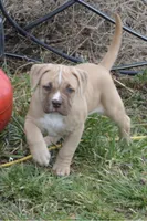 Nala, a female American Bully for sale in Mountain Grove, MO – Photo 5 of 5