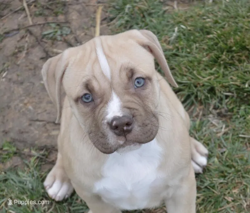 Nala – American Bully puppy for sale in Mountain Grove, MO
