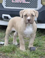 Nala, a female American Bully for sale in Mountain Grove, MO – Photo 4 of 5