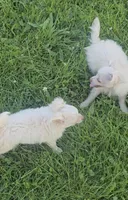 Finn, a male Chihuahua for sale in Mountain Grove, MO – 4 of 4