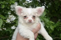 Biskit, a male Chihuahua for sale in Mountain Grove, MO – 1 of 3