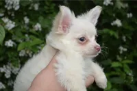 Finn, a male Chihuahua for sale in Mountain Grove, MO – 2 of 2
