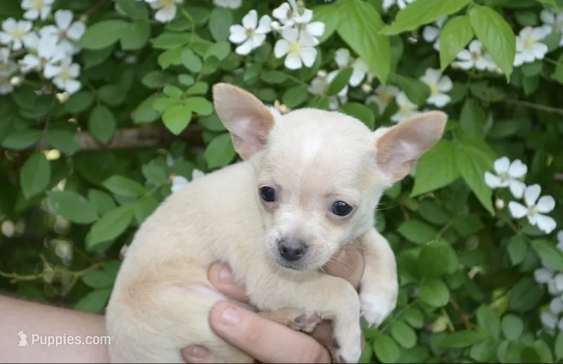 Gizmo, a male Chihuahua for sale in Mountain Grove, MO – 1 of 1