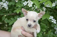 Gizmo, a male Chihuahua for sale in Mountain Grove, MO – 1 of 1