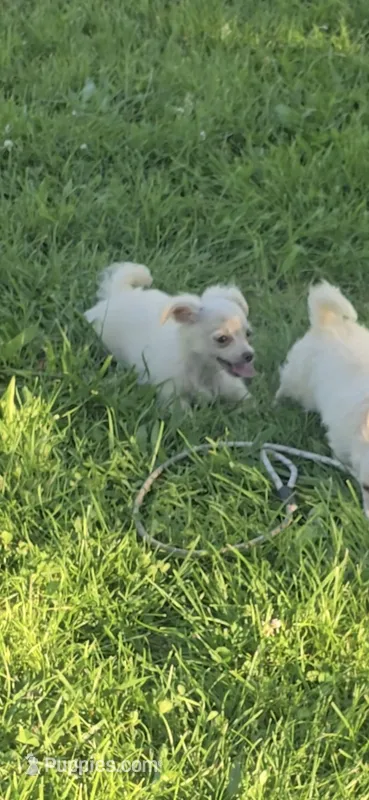 Finn – Chihuahua puppy for sale in Mountain Grove, MO