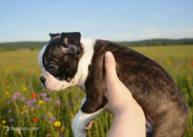Trixster , a male Boston Terrier for sale in Mountain Grove, MO – Photo 1 of 3