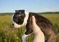 Trixster , a male Boston Terrier for sale in Mountain Grove, MO – Photo 1 of 3