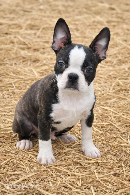 Trixster  – Boston Terrier puppy for sale in Mountain Grove, MO
