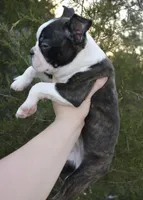 Trixster , a male Boston Terrier for sale in Mountain Grove, MO – Photo 2 of 3