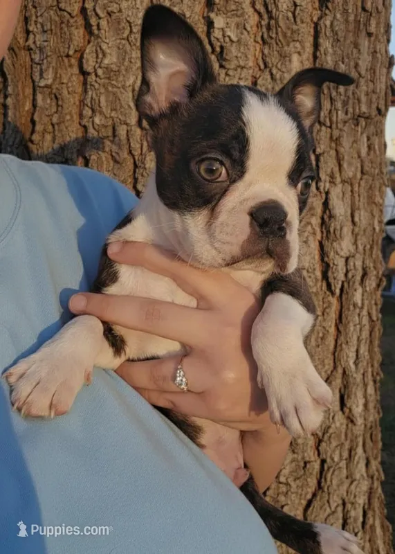 Trixster  – Boston Terrier puppy for sale in Mountain Grove, MO