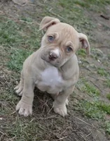Princess, a female American Bully for sale in Mountain Grove, MO – Photo 2 of 3