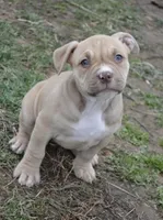 Princess, a female American Bully for sale in Mountain Grove, MO – Photo 3 of 3