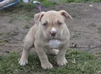 Princess, a female American Bully for sale in Mountain Grove, MO – Photo 1 of 3
