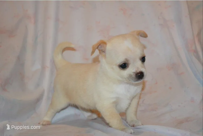 Princess – Chihuahua puppy for sale in Mountain Grove, MO