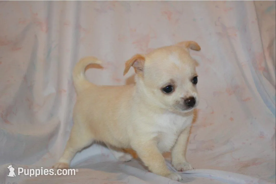 Princess, a female Chihuahua for sale in Mountain Grove, MO – Photo 1 of 3
