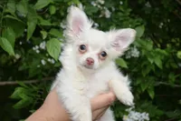 Finn, a male Chihuahua for sale in Mountain Grove, MO – 3 of 3