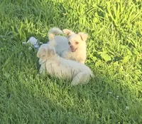 Biskit, a male Chihuahua for sale in Mountain Grove, MO – 3 of 5