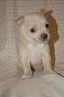 Gizmo, a male Chihuahua for sale in Mountain Grove, MO – Photo 2 of 2