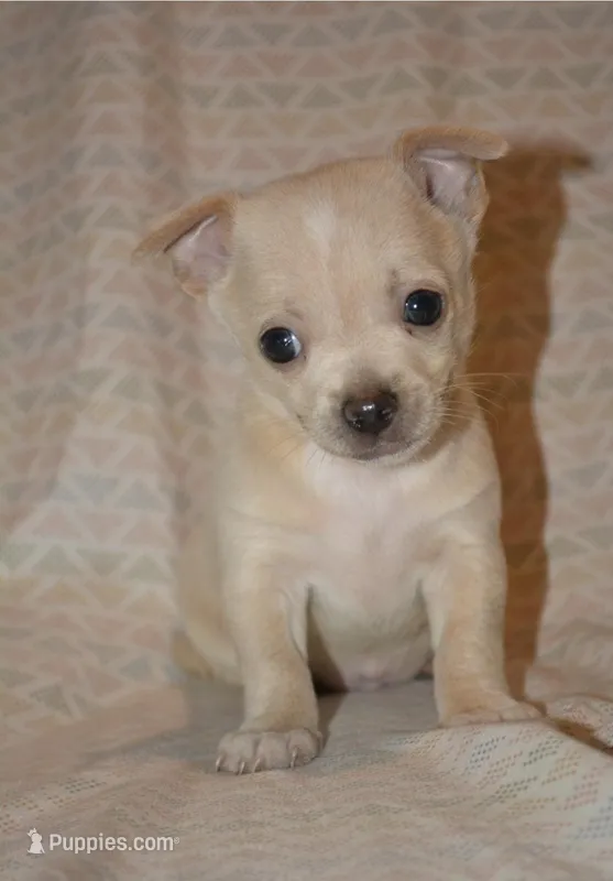 Gizmo – Chihuahua puppy for sale in Mountain Grove, MO