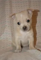 Gizmo, a male Chihuahua for sale in Mountain Grove, MO – Photo 1 of 2