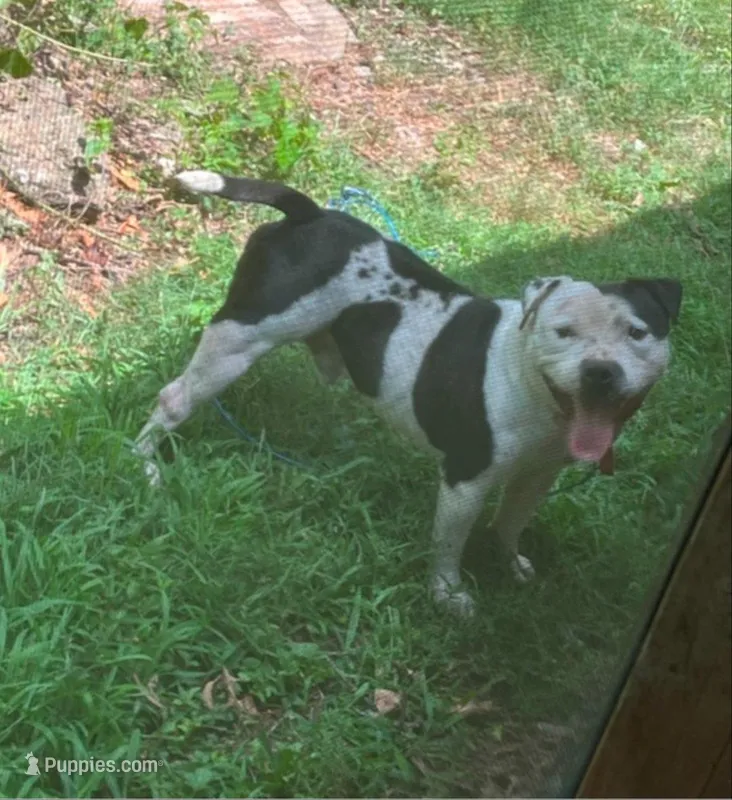 Helping a friend AKC – Staffordshire Bull Terrier puppy for sale in Mountain Grove, MO